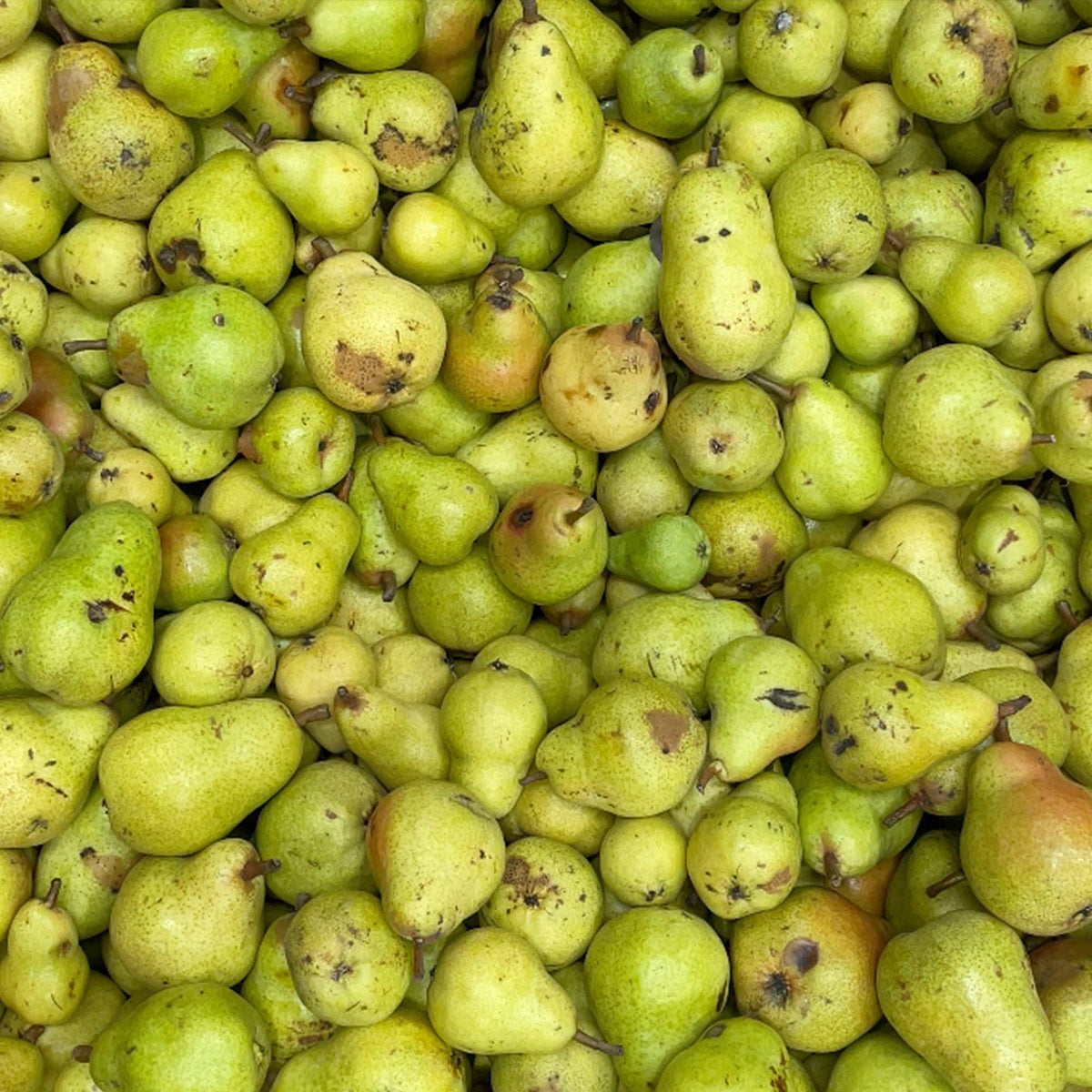 NON2 Caramelised Pear & Kombu [SEASONAL]